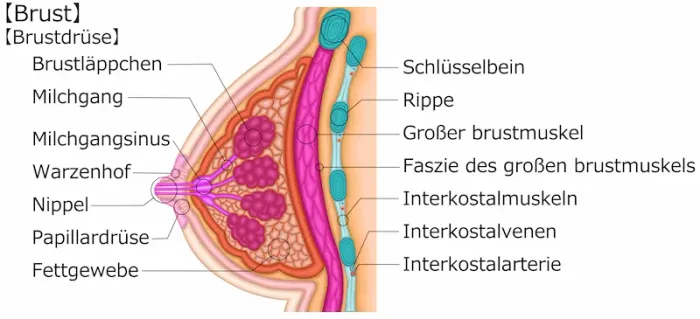 What Are Montgomery Tubercles & More